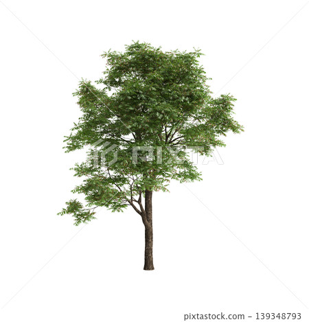Toona sinensis tree 3d illustration on transparent background 139348793