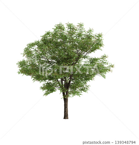 Toona sinensis tree 3d illustration on transparent background 139348794