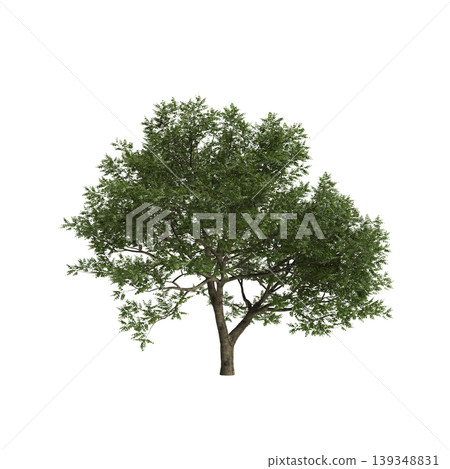Juglans regia tree 3d illustration on transparent background 139348831