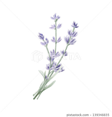 Watercolor lavender bouquet with purple flowers and green sprigs. Hand drawn botanical illustration for wedding invitations, greeting cards, and spa decor. Isolated on white background. Watercolor lavender bouquet with purple flowers and green sprigs. Hand drawn botanical illustration for wedding invitations, greeting cards, and spa decor. Isolated on white background. 139348835
