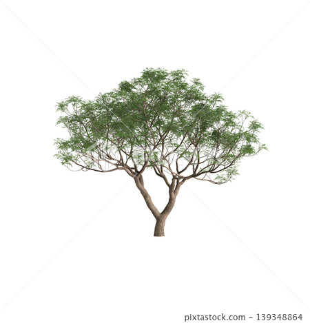 Melia azedarach tree 3d illustration on transparent background Melia azedarach tree 3d illustration on transparent background 139348864