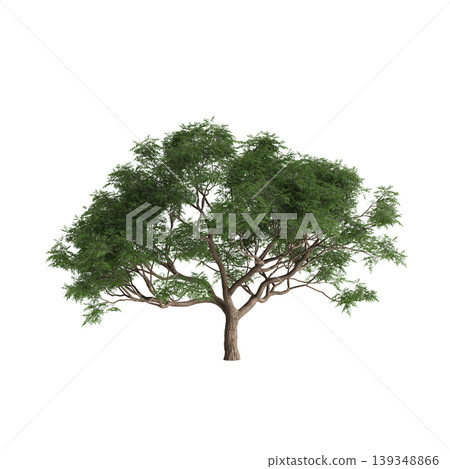 Melia azedarach tree 3d illustration on transparent background Melia azedarach tree 3d illustration on transparent background 139348866