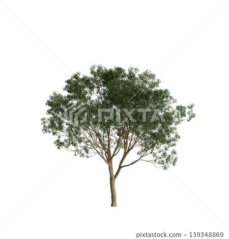 Lindera megaphylla tree 3d illustration on transparent background 139348869