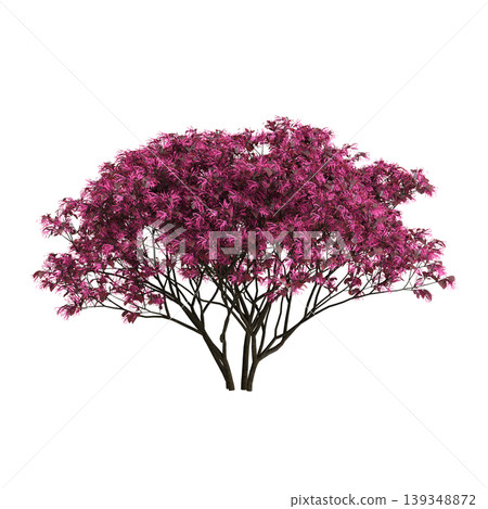 Loropetalum chinense tree 3d illustration on transparent background 139348872