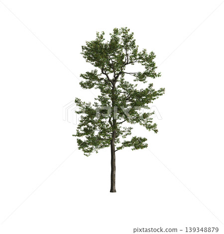 Populus przewalskii tree 3d illustration on transparent background 139348879