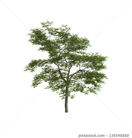 Pterocarya stenoptera tree 3d illustration on transparent background 139348880
