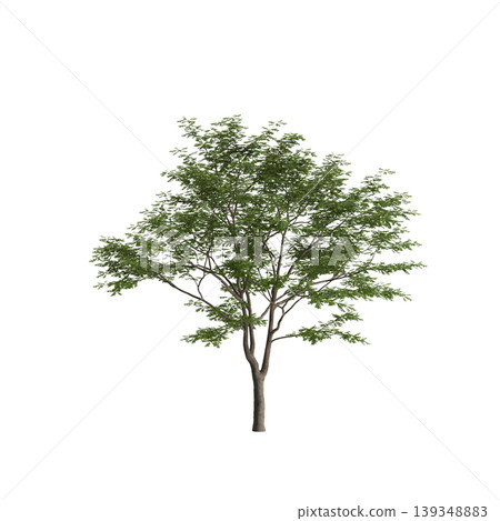 Pterocarya stenoptera tree 3d illustration on transparent background Pterocarya stenoptera tree 3d illustration on transparent background 139348883