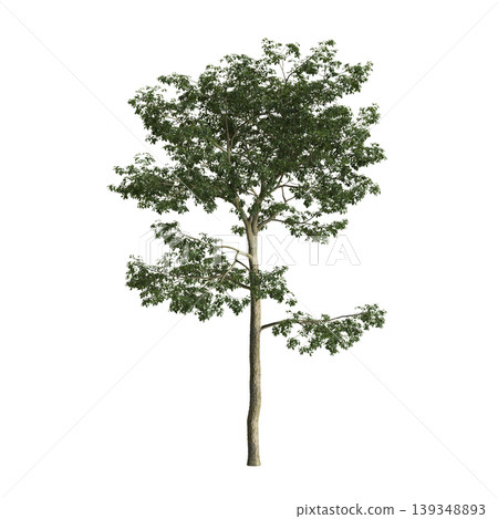 Alns cremastogyne tree 3d illustration on transparent background 139348893