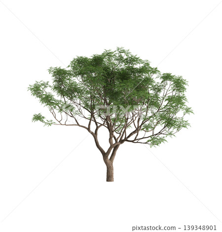 Melia azedarach tree 3d illustration on transparent background 139348901