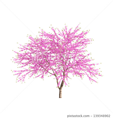 Cercis chinensis tree 3d illustration on transparent background 139348902
