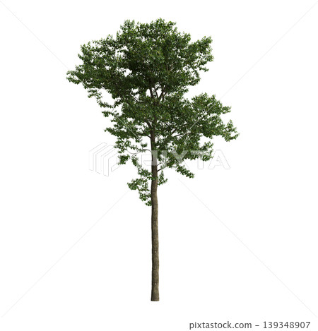 Camptotheca acuminata tree 3d illustration on transparent background Camptotheca acuminata tree 3d illustration on transparent background 139348907