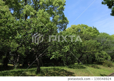大田區平和森公園 139348924