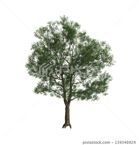 Cyclobalanopsis glauca tree  3d illustration on transparent background 139348929