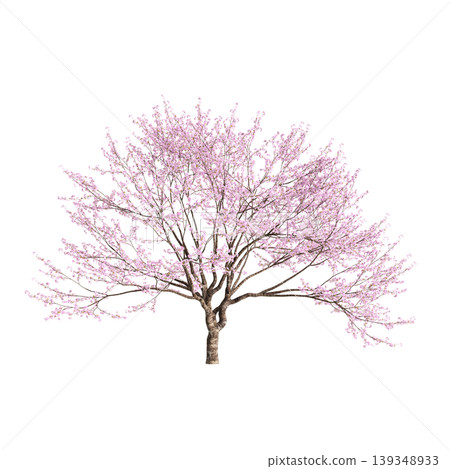 Cerasus tree 3d illustration on transparent background 139348933