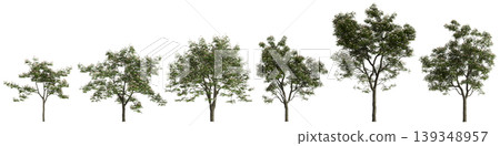 Set Albizia julibrissin trees 3d illustration on transparent background 139348957
