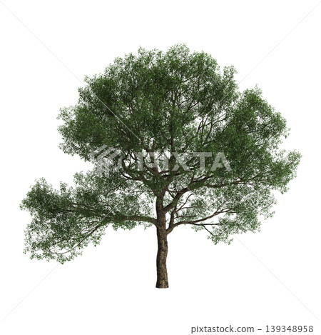 Cyclobalanopsis glauca tree 3d illustration on transparent background Cyclobalanopsis glauca tree 3d illustration on transparent background 139348958