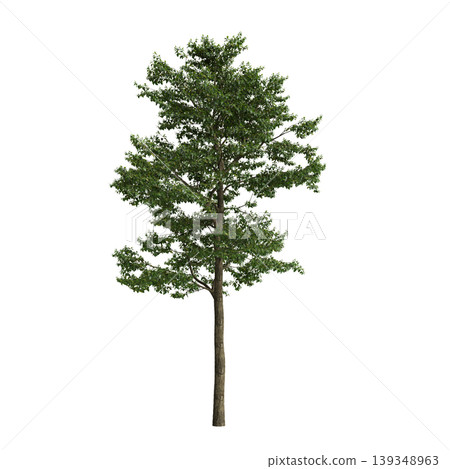 Camptotheca acuminata tree 3d illustration on transparent background Camptotheca acuminata tree 3d illustration on transparent background 139348963
