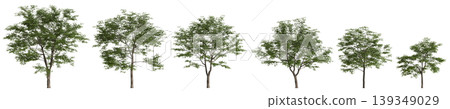 Set Pterocarya stenoptera trees 3d illustration on transparent background 139349029