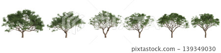 Set Melia azedarach trees 3d illustration on transparent background 139349030