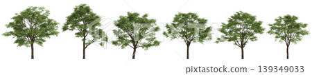 Set Toona sinensis trees 3d illustration on transparent background 139349033