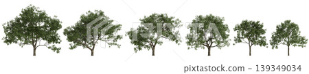 Set Juglans regia trees 3d illustration on transparent background 139349034