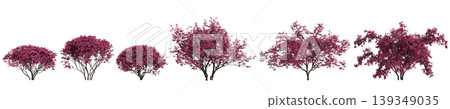 Set Loropetalum chinense trees 3d illustration on transparent background 139349035