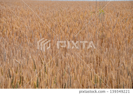 Golden wheat field before harvest Golden wheat field before harvest 139349221