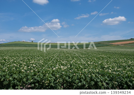 山上開滿鮮花的馬鈴薯田 山上開滿鮮花的馬鈴薯田 139349234