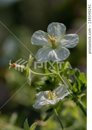 夏日花園裡盛開的白色天竺葵 夏日花園裡盛開的白色天竺葵 139349241