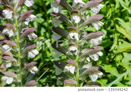 Acanthus in full bloom in the summer garden Acanthus in full bloom in the summer garden 139349242