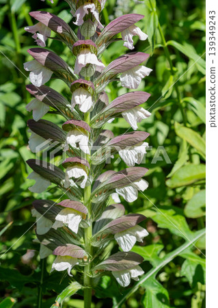 夏日花園裡盛開的茛莧花 139349243