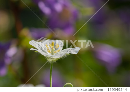 夏季花園中的白色天竺葵科 139349244