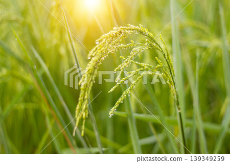 Rice paddy rural countryside with sunlight Rice paddy rural countryside with sunlight 139349259