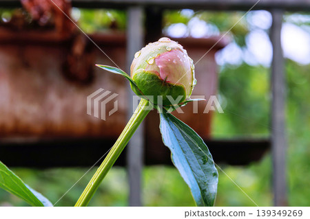 Close up of a pink peony bud with water droplets growing on a balcony of an urban building. 139349269
