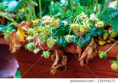 Strawberry plant with green unripe berries growing in a terracotta planter. Urban balcony gardening and homegrown food concept i Strawberry plant with green unripe berries growing in a terracotta planter. Urban balcony gardening and homegrown food concept i 139349271
