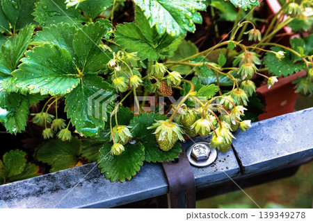 Top view close up of green unripe strawberries hanging over a metal balcony railing, with strawberry leaves and a planter box Top view close up of green unripe strawberries hanging over a metal balcony railing, with strawberry leaves and a planter box 139349278