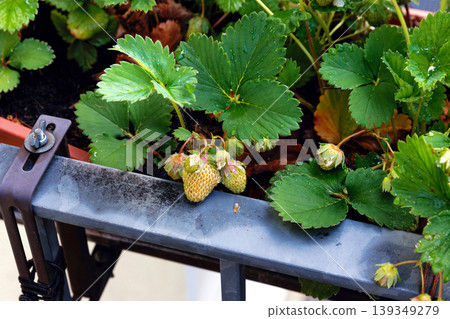 Unripe strawberries hanging over a metal balcony railing, surrounded by strawberry leaves and a planter box. Unripe strawberries hanging over a metal balcony railing, surrounded by strawberry leaves and a planter box. 139349279