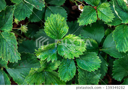 Top view close up of green strawberry leaves forming a dense foliage pattern with natural texture Top view close up of green strawberry leaves forming a dense foliage pattern with natural texture 139349282
