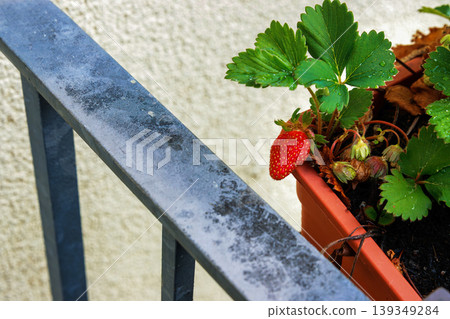 Close up of a ripe red strawberry growing in a balcony planter box beside a metal railing. Urban home gardening and homegrown food Close up of a ripe red strawberry growing in a balcony planter box beside a metal railing. Urban home gardening and homegrown food 139349284