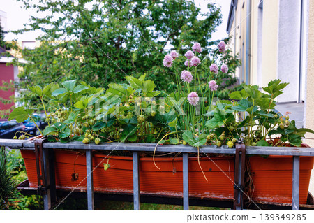 Balcony planter boxes filled with strawberry plants and blooming chive flowers behind a metal railing Balcony planter boxes filled with strawberry plants and blooming chive flowers behind a metal railing 139349285