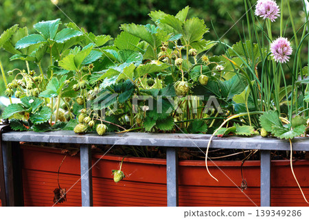 Balcony planter boxes filled with strawberry plants and blooming chive flowers behind a metal railing 139349286
