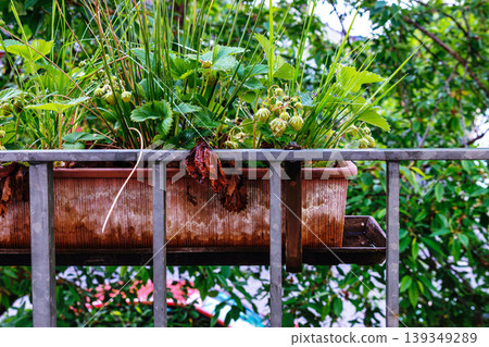 Balcony garden with strawberry plants growing in planter boxes behind a metal railing, showing clusters of green unripe berries Balcony garden with strawberry plants growing in planter boxes behind a metal railing, showing clusters of green unripe berries 139349289
