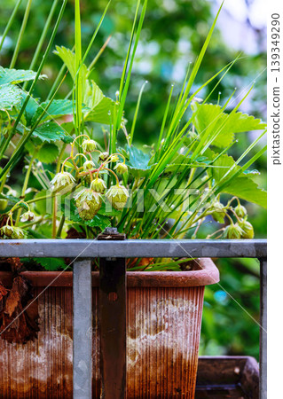 Balcony garden with strawberry plants growing in planter boxes behind a metal railing, showing clusters of green unripe berries Balcony garden with strawberry plants growing in planter boxes behind a metal railing, showing clusters of green unripe berries 139349290