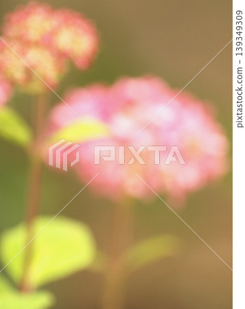  hydrangea 139349309