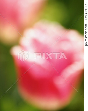 Red tulip 139349314