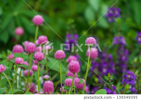 花園裡盛開著粉紅色的球狀莧菜和紫色的花朵,在夏日的天空映襯下格外醒目。 花園裡盛開著粉紅色的球狀莧菜和紫色的花朵,在夏日的天空映襯下格外醒目。 139349395