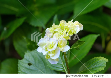 一朵繡球花，白色和淡黃色相間，周圍環繞著綠葉。 139349398