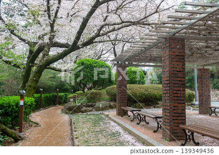 Haeundae Dalmaji-Gil Road park with cherry blossom, Busan 139349436