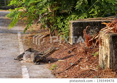 chubby Monitor lizard or varanus salvator walk on street chubby Monitor lizard or varanus salvator walk on street 139349478
