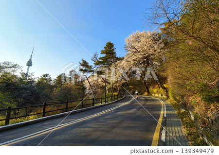 Korean cyclist ride bike through cherry tunnel to Seoul tower Korean cyclist ride bike through cherry tunnel to Seoul tower 139349479
